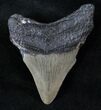 Bargain Fossil Megalodon Tooth #13512-1